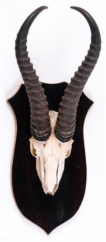 Trophy springbok antelope (collection only - no shipping)