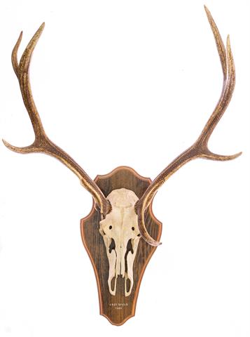 Trophy deer antler (collection only - no shipping)